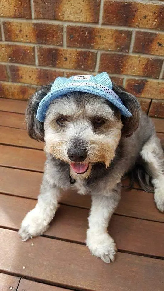 Full Brim Dog Sun Hat Blue