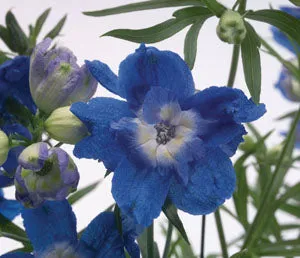 pot delphinium summer cloud